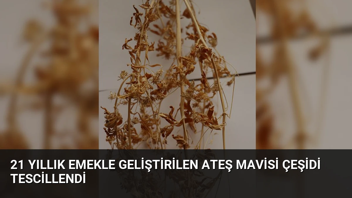 21 Yıllık Emekle Geliştirilen Ateş Mavisi Çeşidi Tescillendi