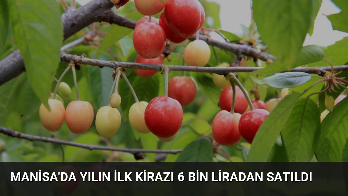 Manisa’da Yılın İlk Kirazı 6 Bin Liradan Satıldı
