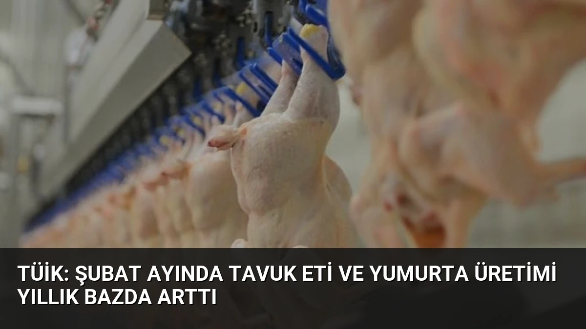 TÜİK: Şubat Ayında Tavuk Eti ve Yumurta Üretimi Yıllık Bazda Arttı