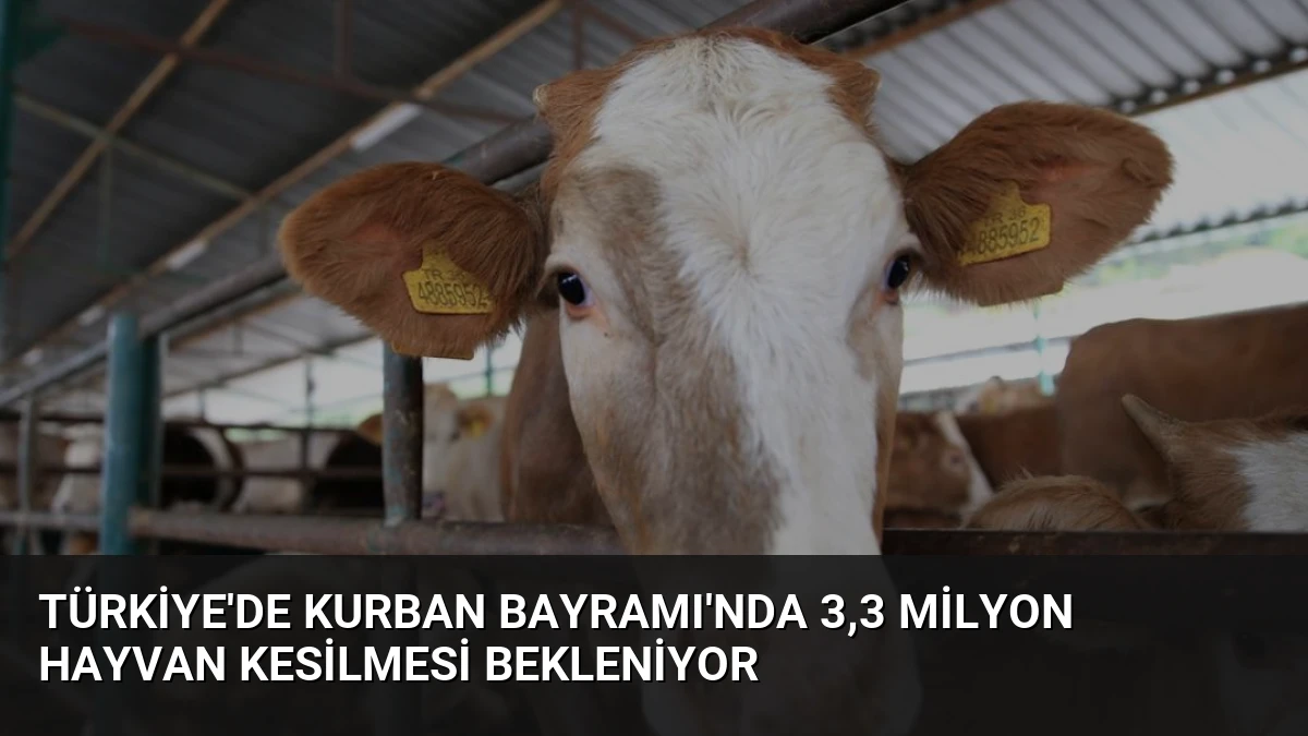 Türkiye’de Kurban Bayramı’nda 3,3 Milyon Hayvan Kesilmesi Bekleniyor