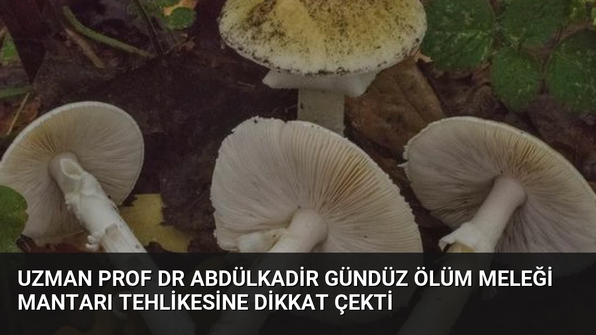 Uzman Prof Dr Abdülkadir Gündüz Ölüm Meleği Mantarı Tehlikesine Dikkat Çekti
