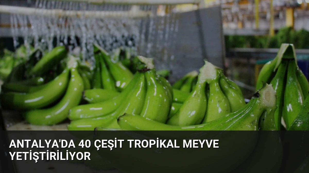 Antalya’da 40 Çeşit Tropikal Meyve Yetiştiriliyor