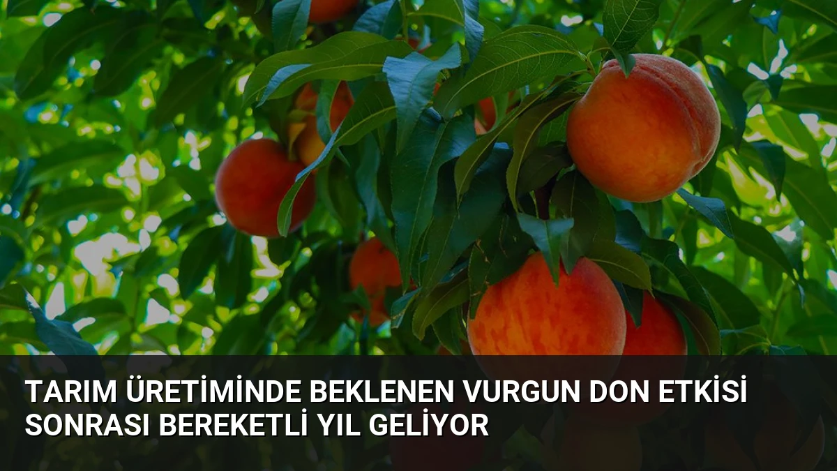 Tarım Üretiminde Beklenen Vurgun Don Etkisi Sonrası Bereketli Yıl Geliyor