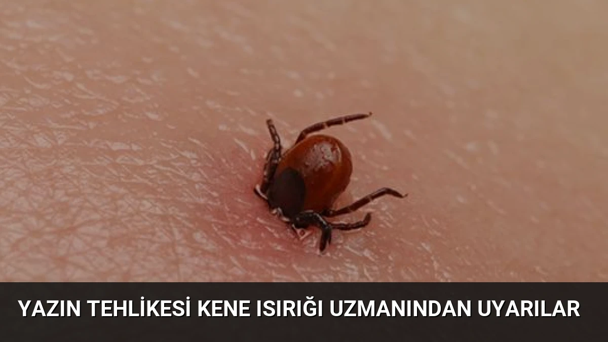 Yazın Tehlikesi Kene Isırığı Uzmanından Uyarılar