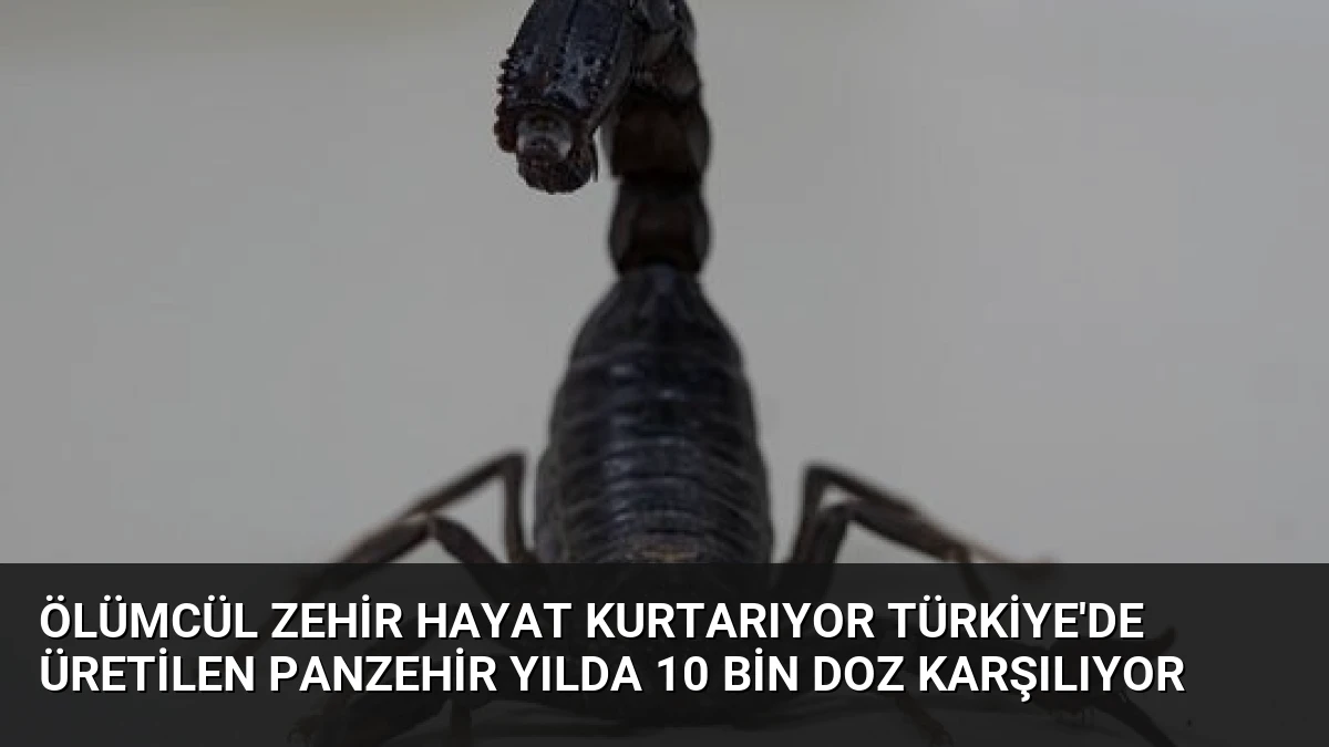 Ölümcül Zehir Hayat Kurtarıyor Türkiye’de Üretilen Panzehir Yılda 10 Bin Doz Karşılıyor